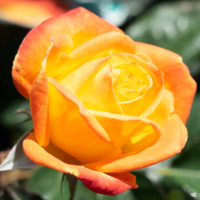 Rose ‘Judy Garland’ — Green Acres Nursery & Supply