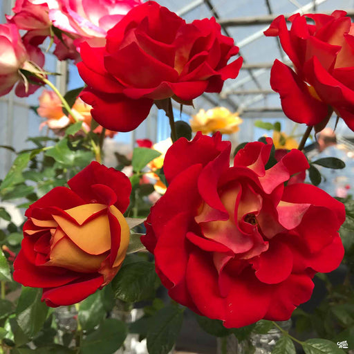 Rosa 'Rosie the Riveter' - 24 Inch Patio Tree - Rose - Rosaceae (The Rose  Family)