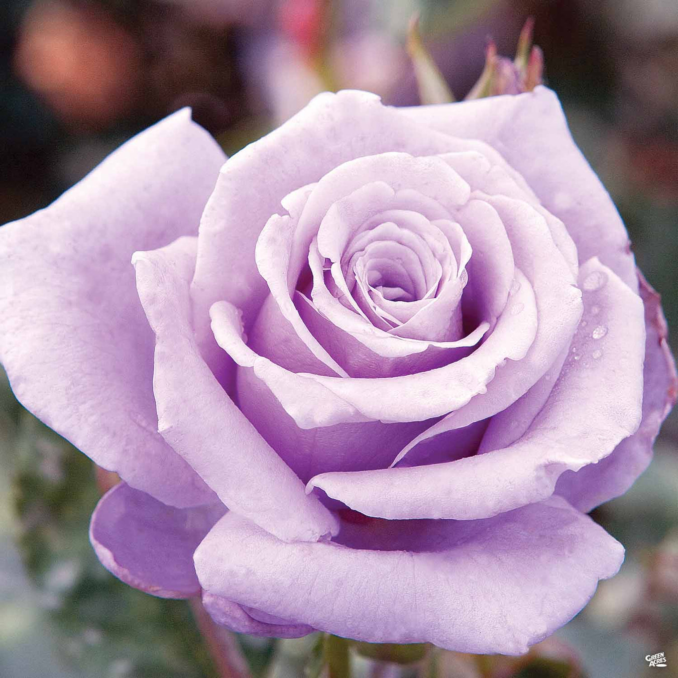 Texas Bareroot Roses