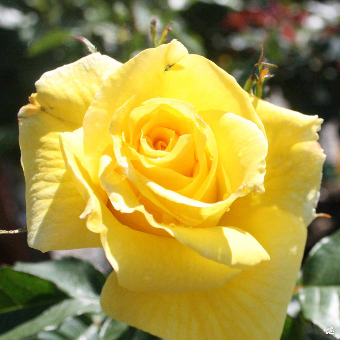 'Sunsprite' Rose