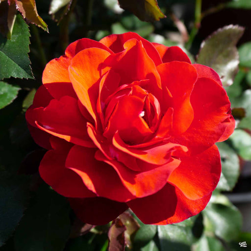 Floribunda Roses — Green Acres Nursery & Supply