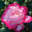 Rosa grandiflora 'Cherry Parfait'