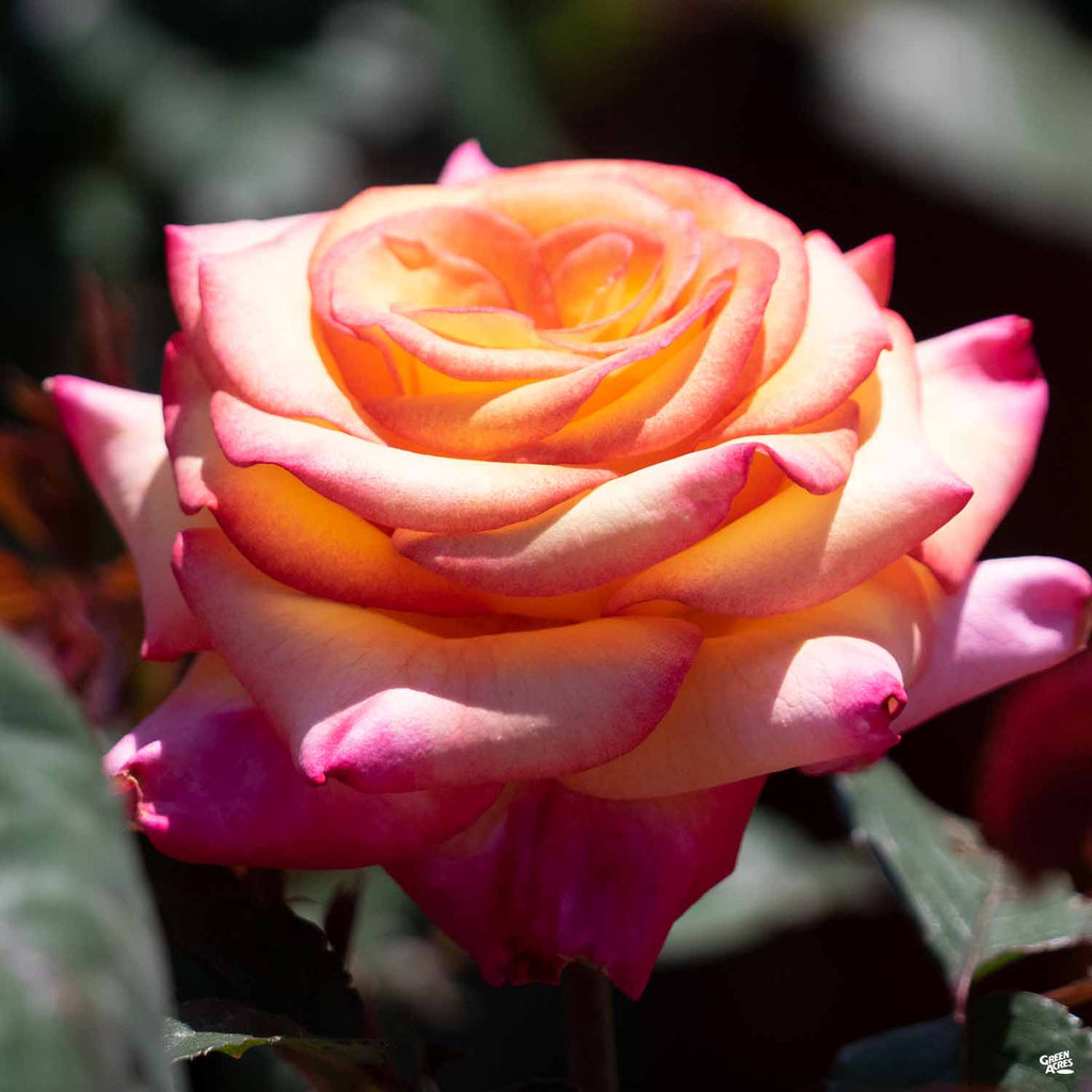 Dream Come True Rose Bush