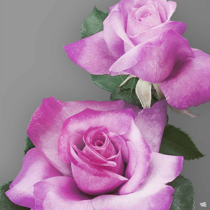 Rose 'Fragrant Plum'