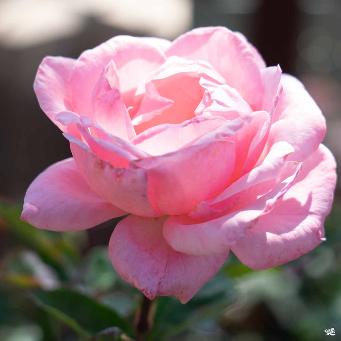 'Queen Elizabeth' Rose