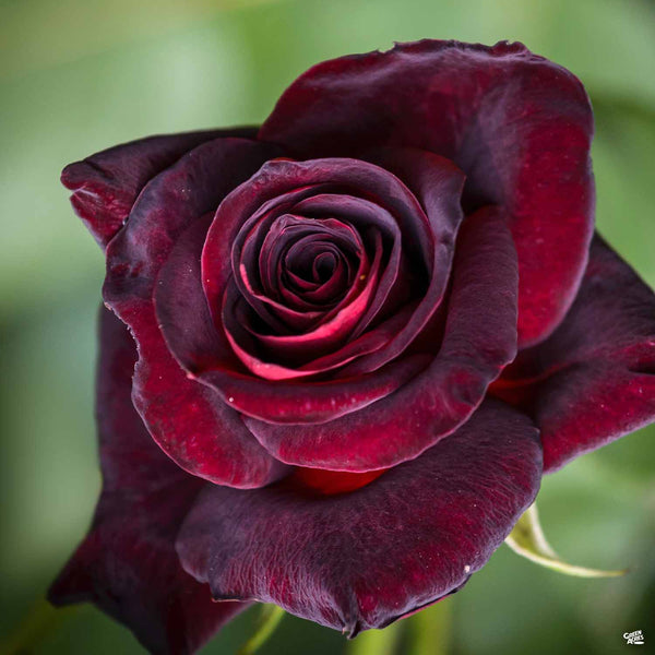 BLACK ROSE ビラ Black Baccara™ Rose Bareroot — Green Acres Nursery & Supply