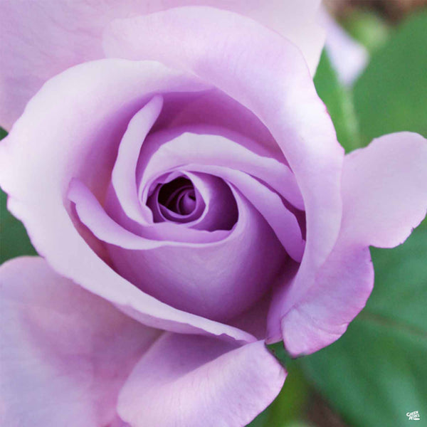 アトリエgg Blue Roseサイズ19ハーフ Rose 'Blue Girl' — Green Acres Nursery & Supply