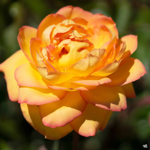 Centennial Star Hybrid Tea Rose