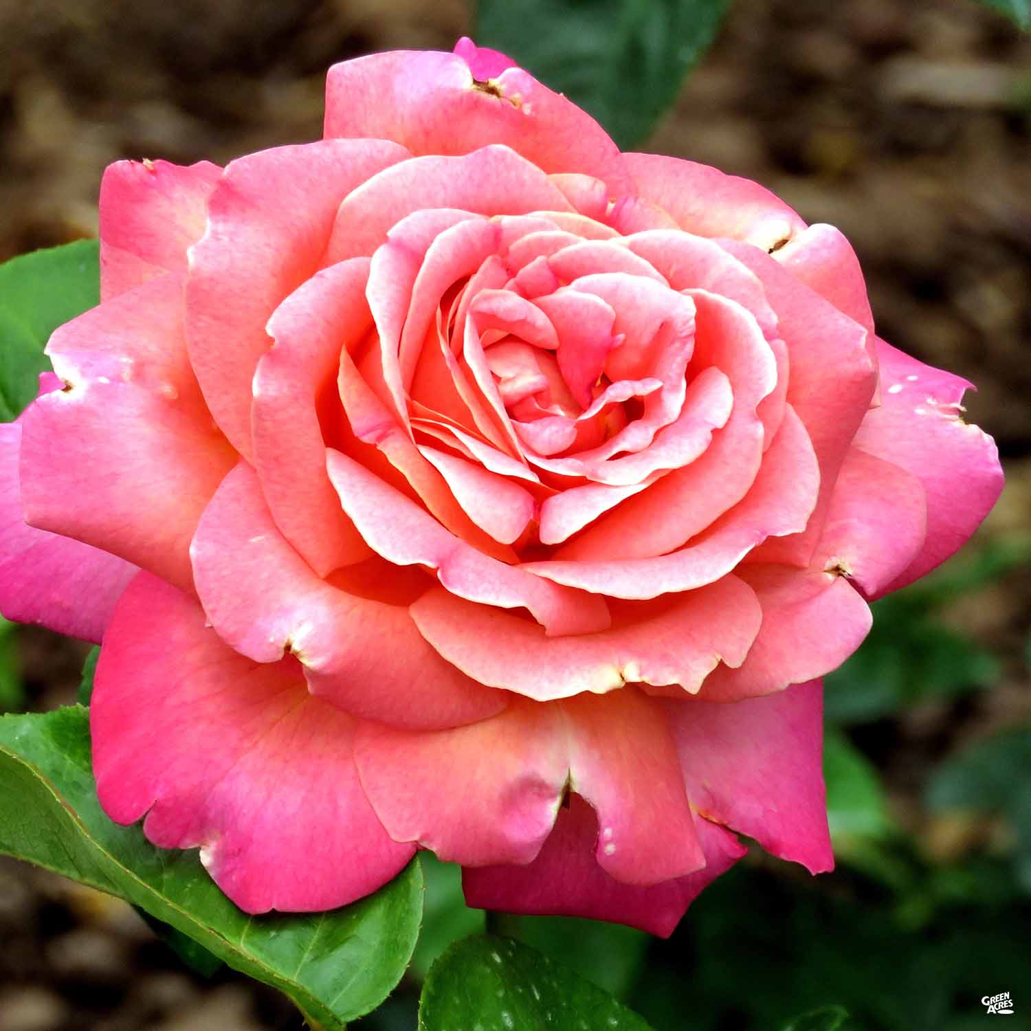 Chicago Peace Rose Just Our Pictures Of Roses ~ Perfect Rose Bloom,