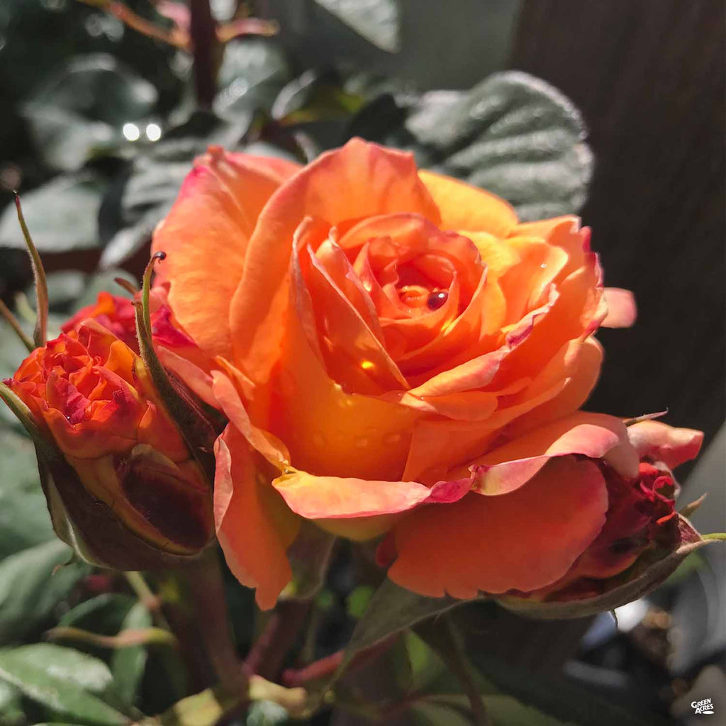Rose 'Chris Evert' Bareroot — Green Acres Nursery & Supply