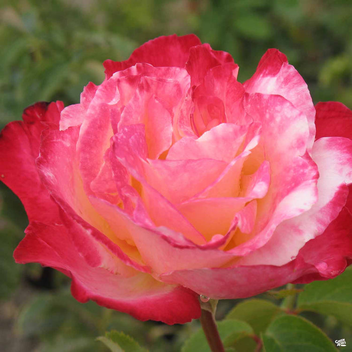 double delight rose seeds Rose 'Double Delight' — Green Acres Nursery & Supply
