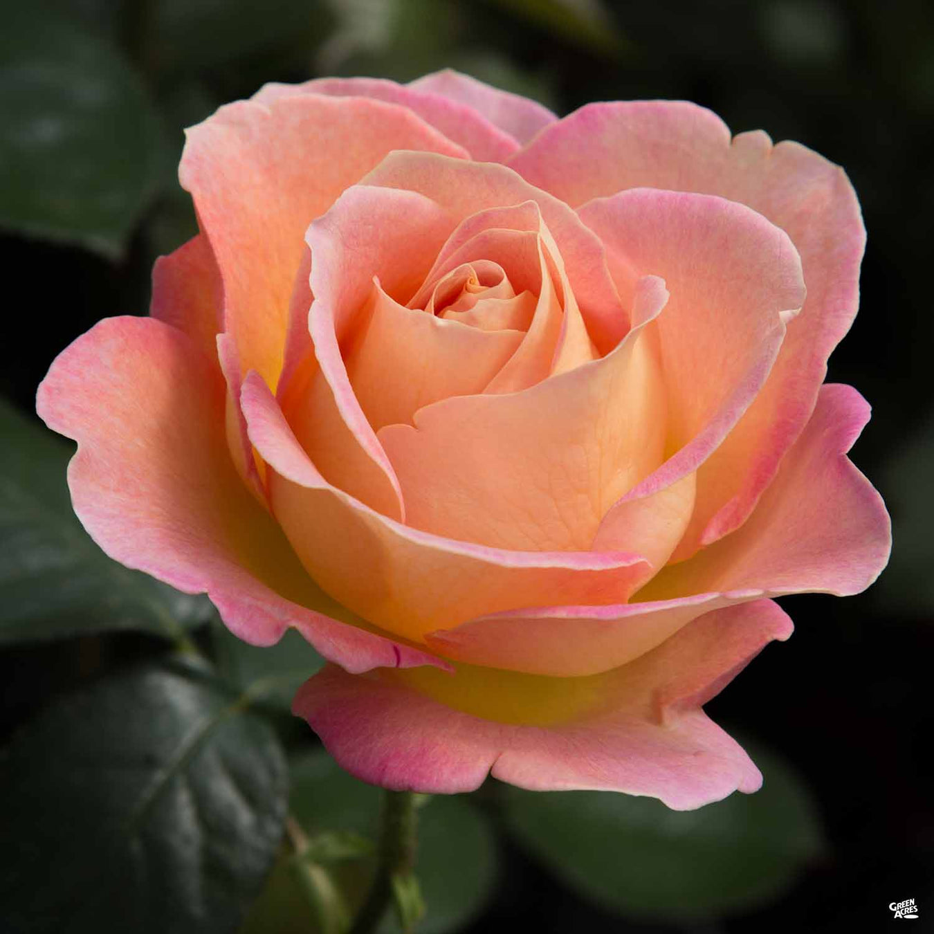 Hybrid Tea Roses