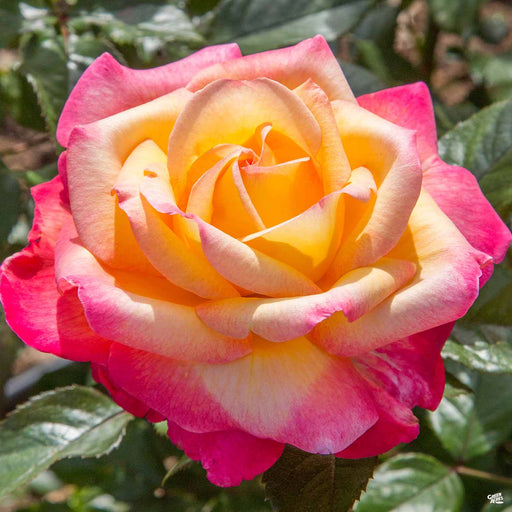 Enchanted Peace Hybrid Tea Rose