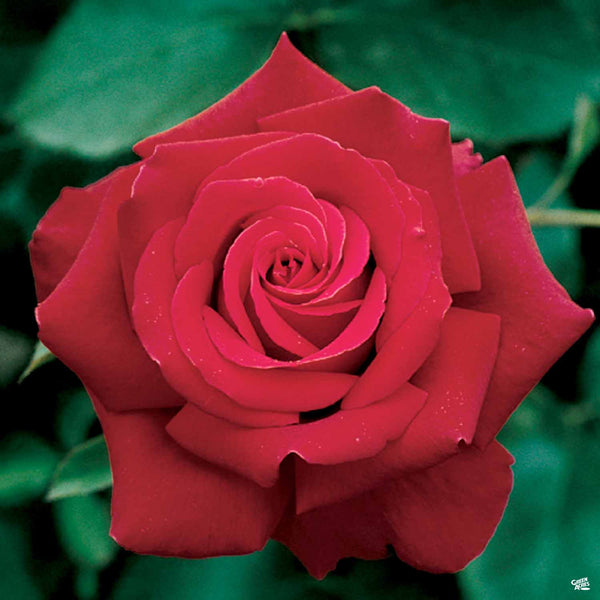 Rosa_HybridTea_Firefighter_600