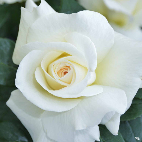 Full Sail Rose Meaning Of Different Color Roses