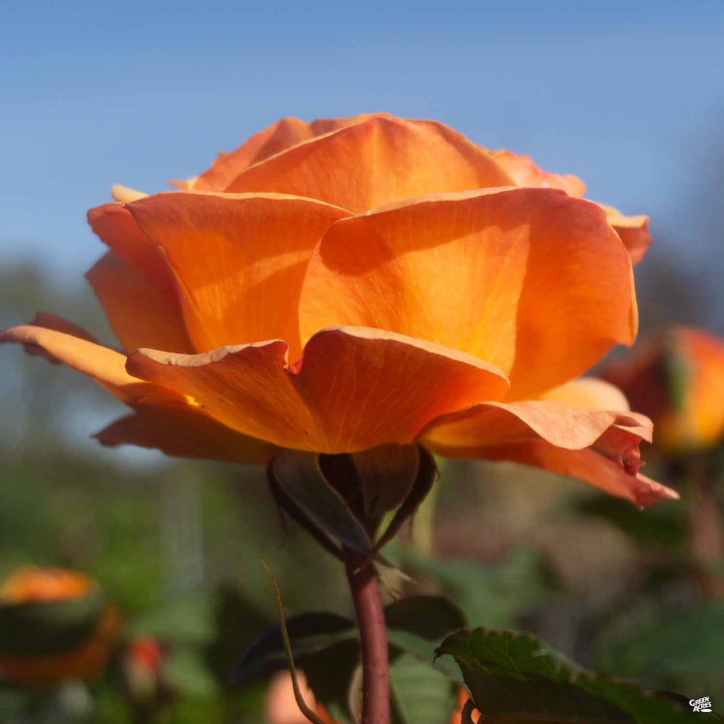 Good as Gold™ Rose — Green Acres Nursery & Supply