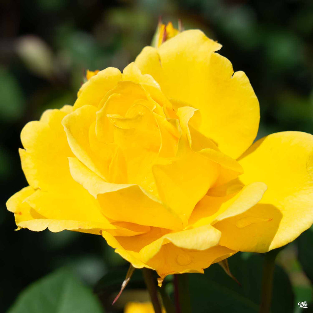 Rose 'Henry Fonda' — Green Acres Nursery & Supply