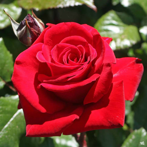 'Ingrid Bergman' Hybrid Tea Rose