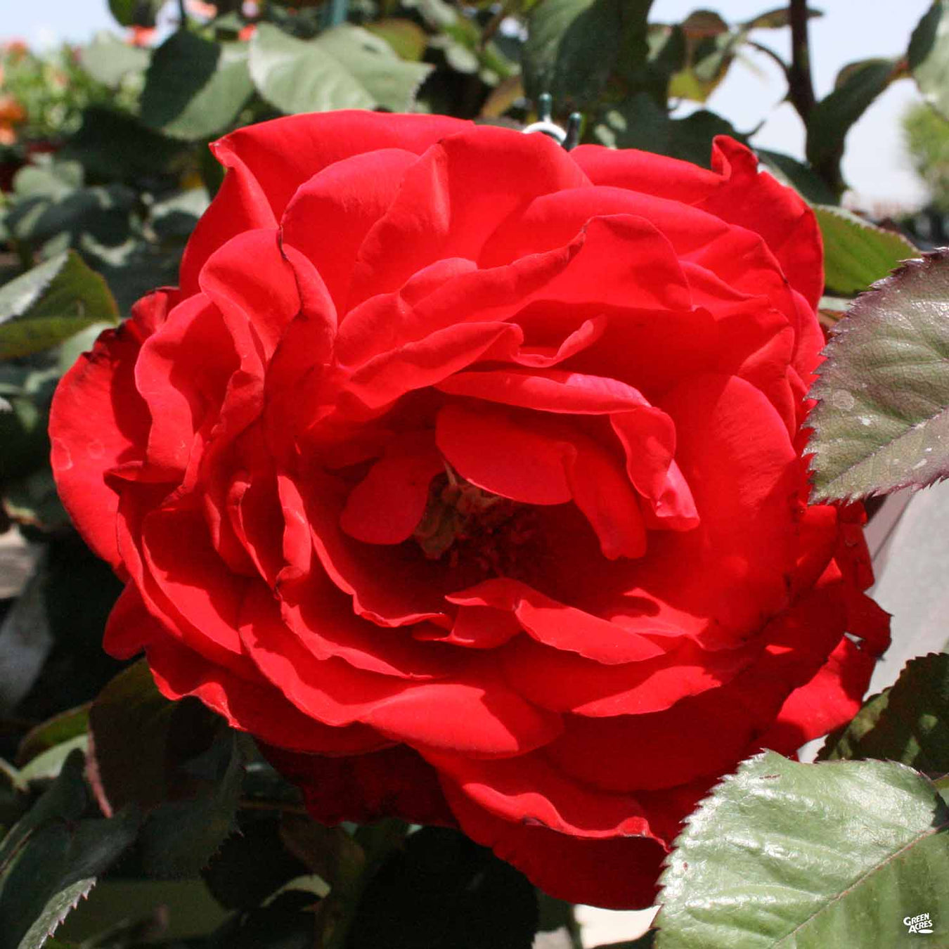 Roses in 5 Gallon Containers