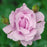 Memorial Day Hybrid Tea Rose