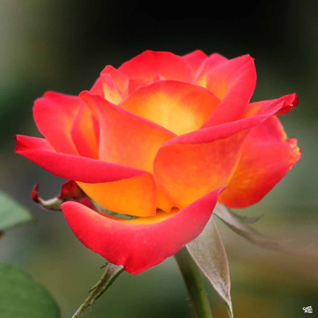Rose 'Perfect Moment' Bareroot — Green Acres Nursery & Supply