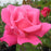 'Perfume Delight' Hybrid Tea Rose