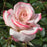Pinkerbelle Hybrid Tea Rose