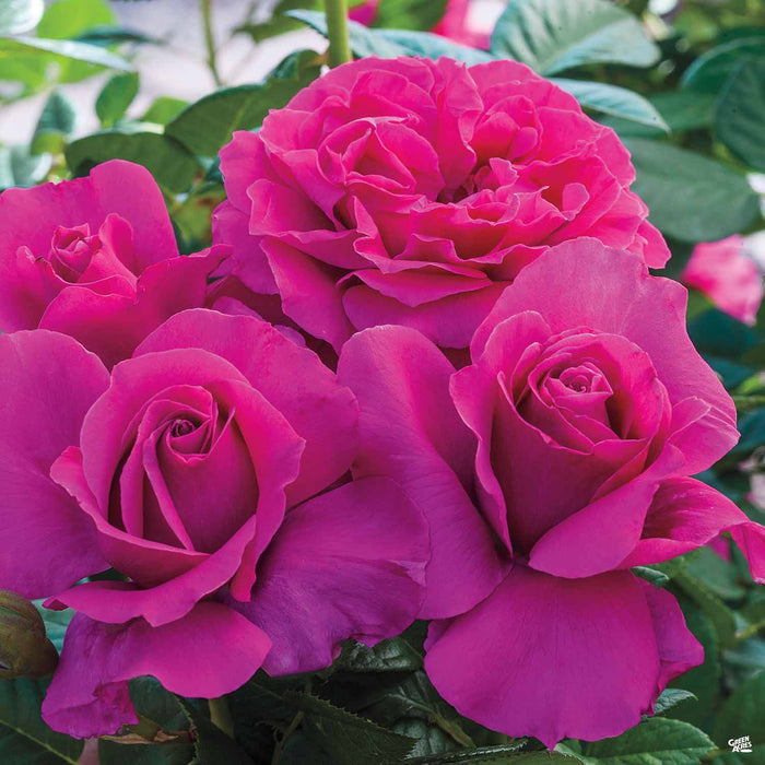 'Pretty Lady Rose' Tea Rose