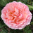 'Princess Charlene de Monaco' Hybrid Tea Rose