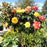 'Rio Samba' Rose Patio Tree