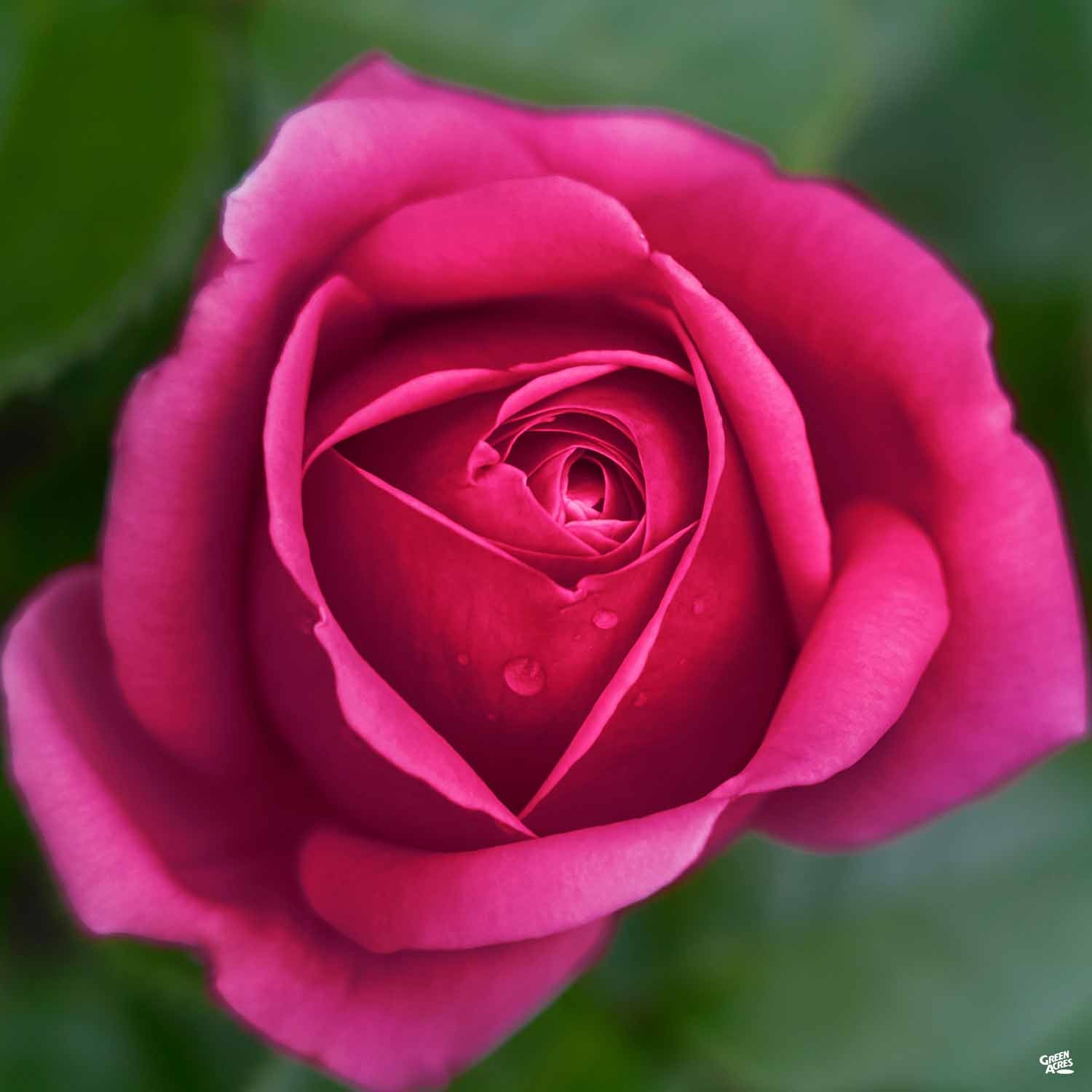 stiletto rose