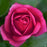 Stiletto Rose