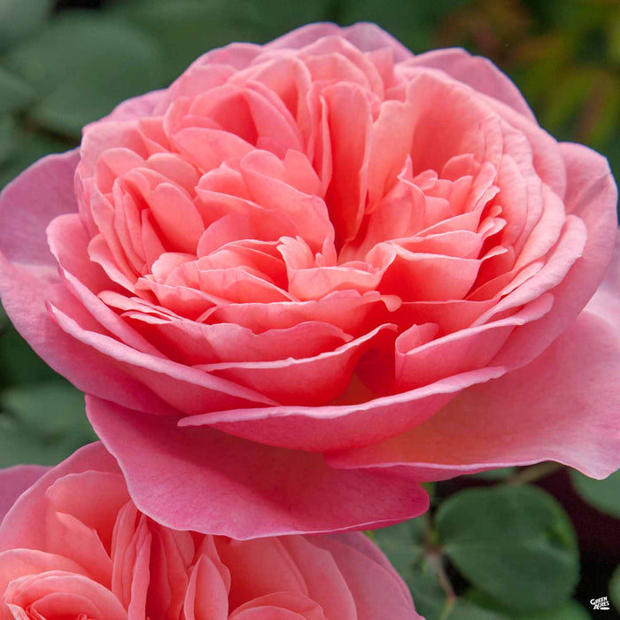 'Sweet Mademoiselle' Hybrid Tea Rose