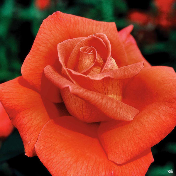 Rosa_HybridTea_Voodoo_600x600.