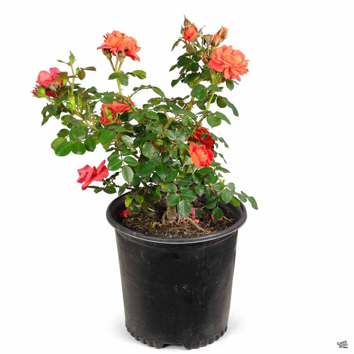 All a' Twitter™ Miniature Rose Green Acres Nursery & Supply All a' Twitter™ Miniature Rose Green Acres Nursery & Supply