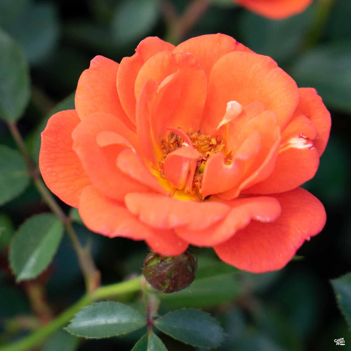 All a' Twitter™ Miniature Rose Green Acres Nursery & Supply All a' Twitter™ Miniature Rose Green Acres Nursery & Supply