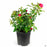 Be My Baby Miniature Rose 2 gallon