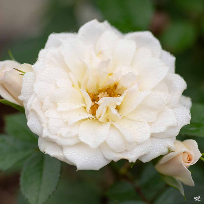 Bridal Sunblaze Miniature Rose