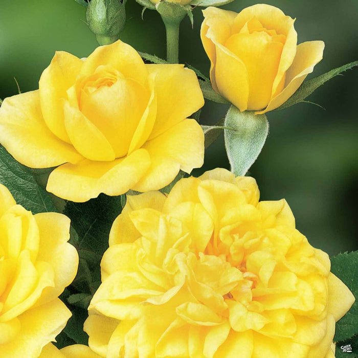 Lemon Drop Roses Miniature Rose 'Lemon Drop' — Green Acres Nursery & Supply