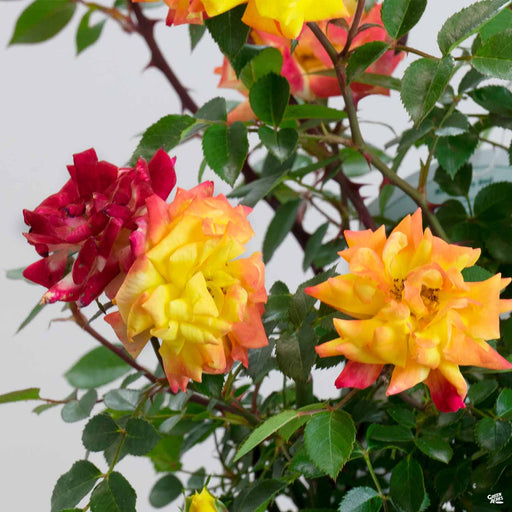Lemon Drop Roses Roses — Tagged