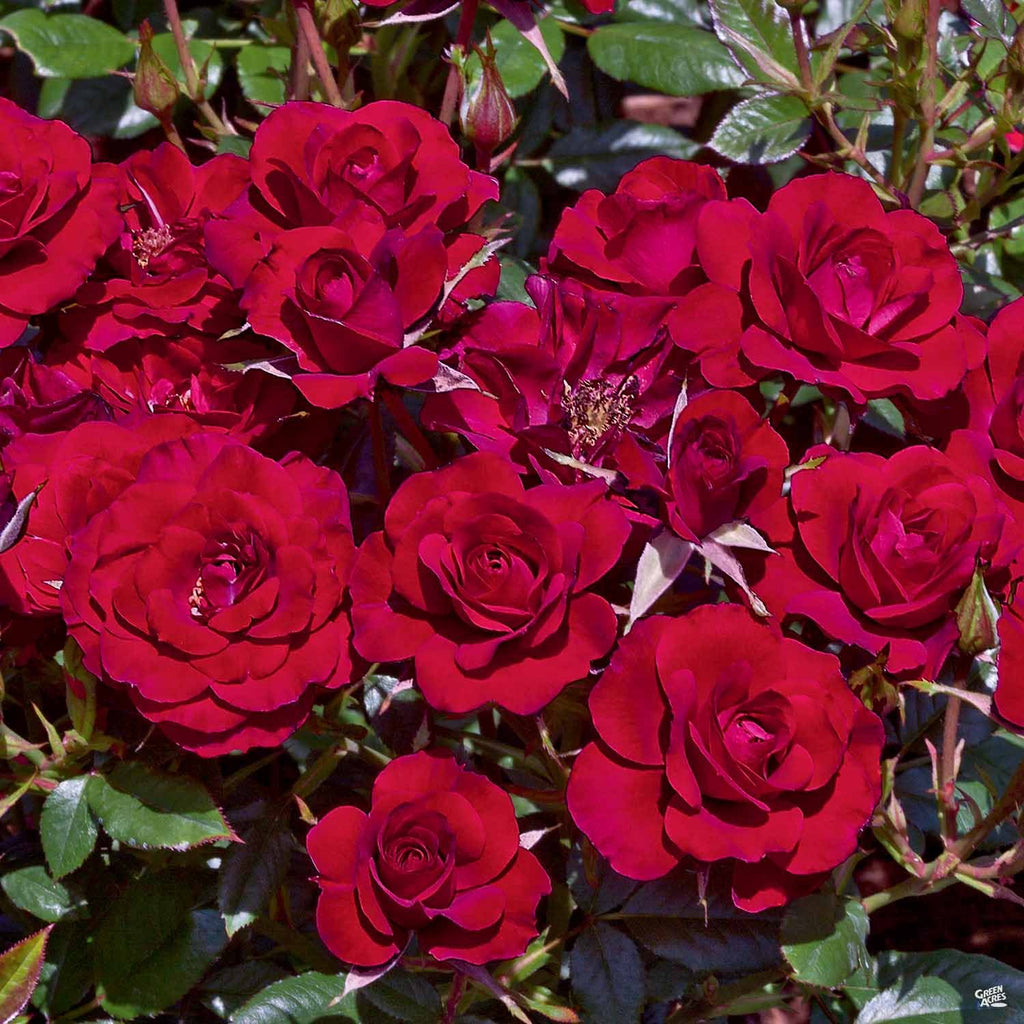 Ruby Ruby™ Miniature Rose — Green Acres Nursery & Supply