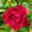 Rose 'Oso Easy Double Red'