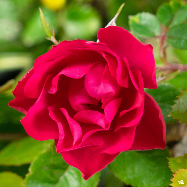 Rosa_OsoEasy_DoubleRed_600x600