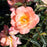 Rose 'Oso Easy Italian Ice' (Pink/Yellow)