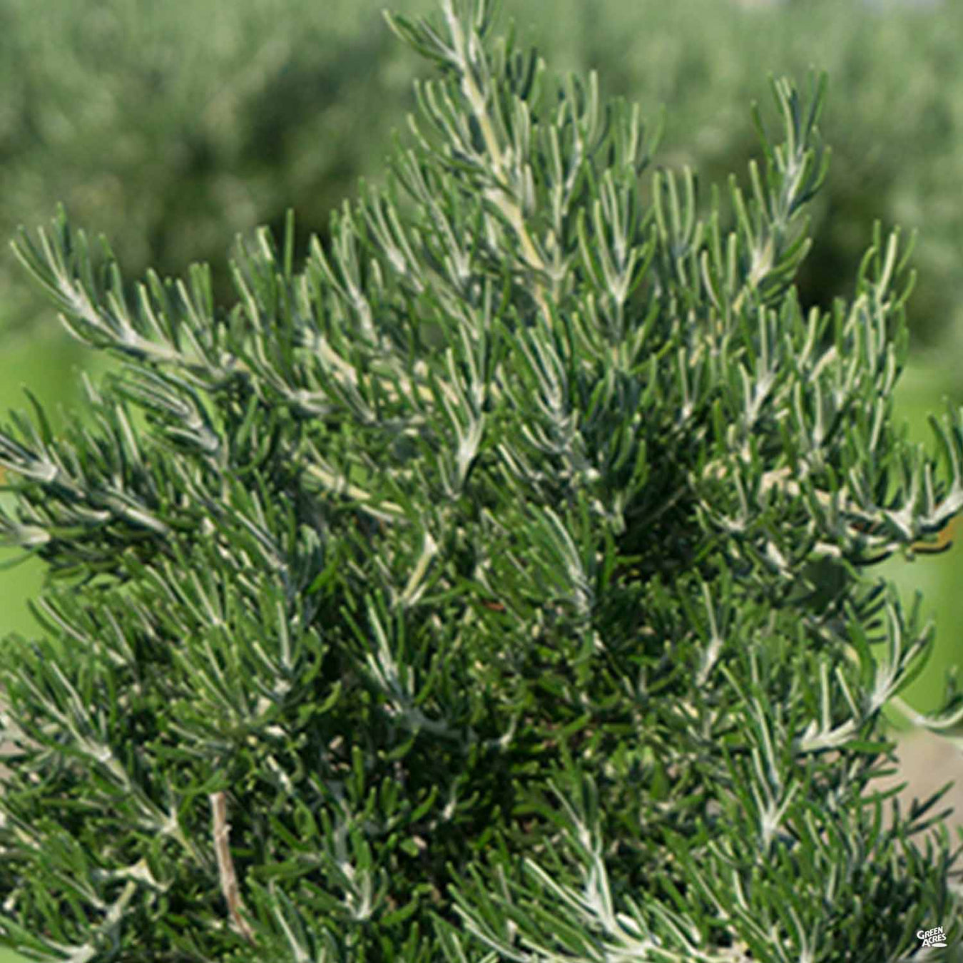 Edible Rosemary