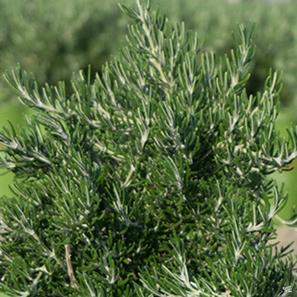 Rosemary_ChefsChoice_600x600.