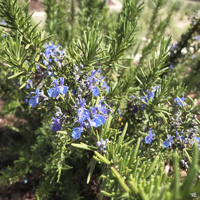 Tuscan Blue Rosemary