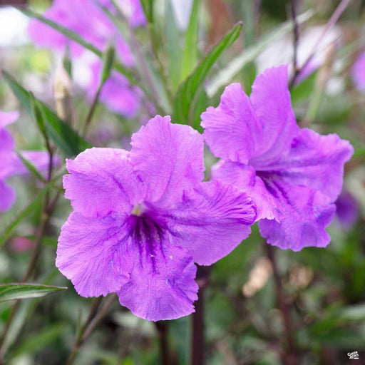 Mexican Petunia