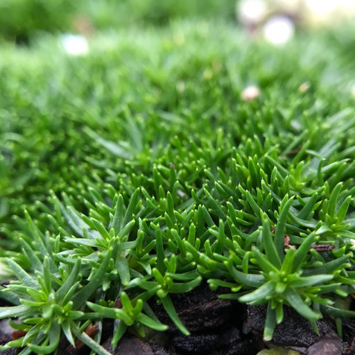 Closeup of Irish Moss