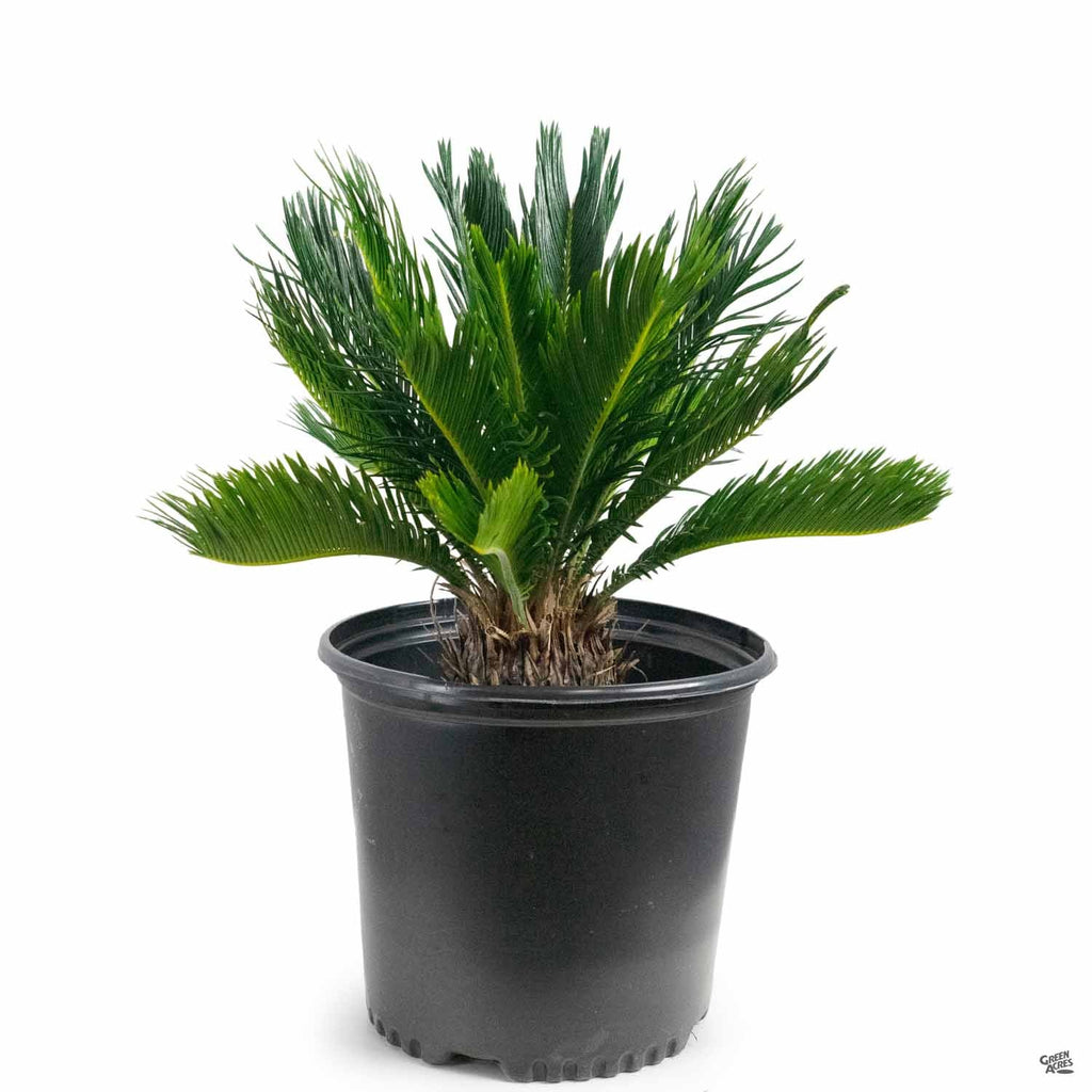 plant food for sago palms Sago Palm — Green Acres Nursery & Supply